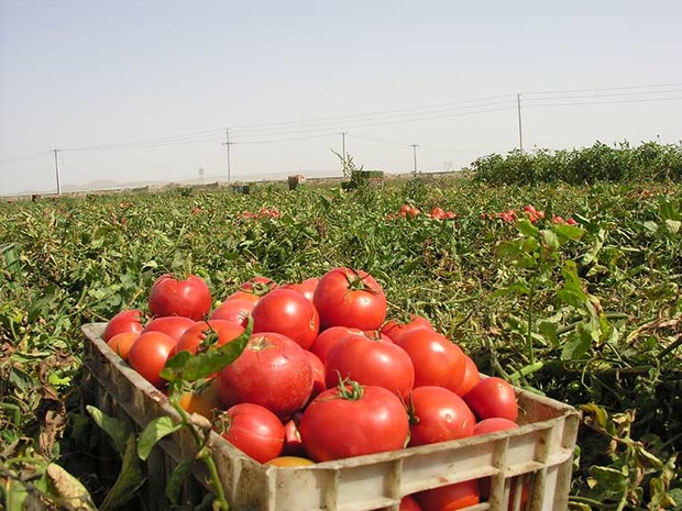 برداشت گوجه فرنگی در چرداول آغاز شد   اشتغالزایی فصلی برای 220 نفر