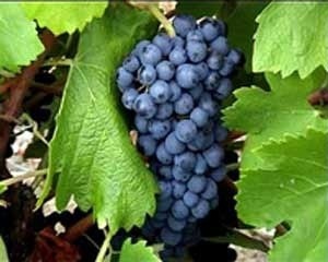 انگور سیاه کردستان محصولی ارگانیک و سرشار از آنتی اکسیدان