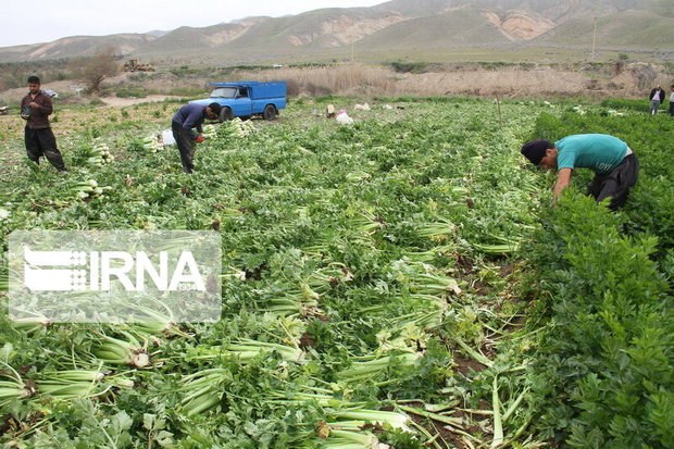 قطب سبزی تهران در حسرت صنایع تبدیلی