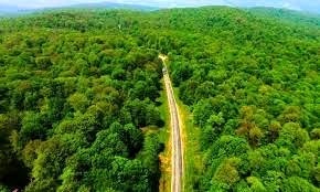 مجوزی برای قطع درختان جنگلی صادر نشده است