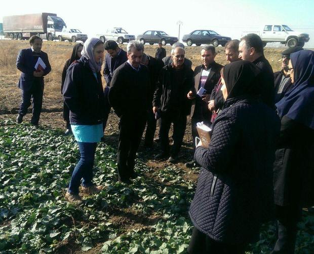 بازدید کارشناسان فرانسوی از مزارع کلزا در آذربایجان غربی   وضعیت مطلوب مزارع کلزا در میاندوآب