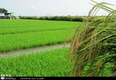 توقف بورس بازی زمین های کشاورزی در مازندران