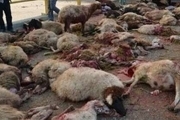 برخورد تریلی با گله گوسفندان در شاهرود 40 راس دام را تلف کرد