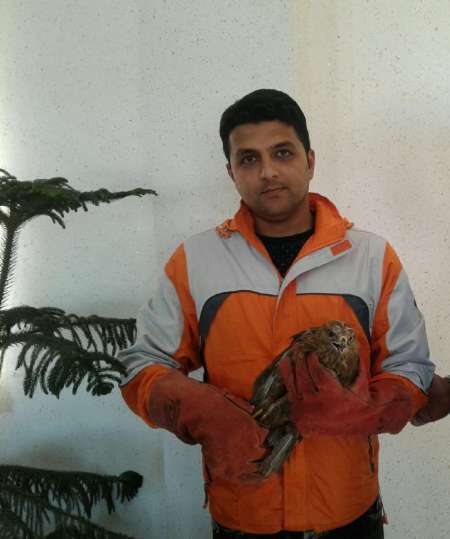 تیمارداری یک بهله پرنده شکاری مصدوم در غرب گلستان