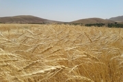 گندمکار خرقانی رتبه برتر استانی تولید گندم را کسب کرد