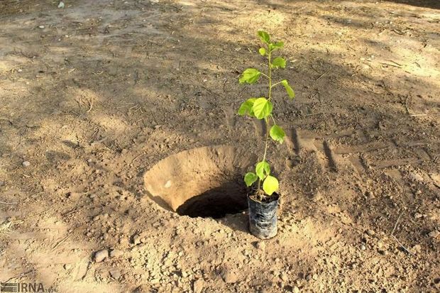 آموزش کاشت درخت به دانش آموزان البرز در فضای مجازی
