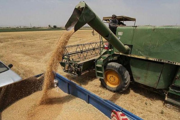 60 درصد گندم استان زنجان در خدابنده تولید شد
