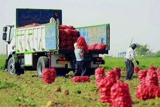 250 هزار تن سیب زمینی اردبیل به استان های کشور ارسال شد