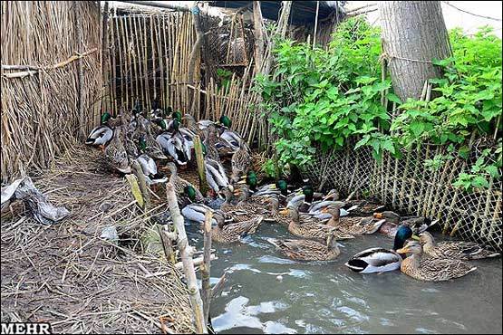 شکایت محیط زیست مازندران از 200 دامگاهدار( شکارجمعی) پرندگان مهاجر