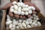 ۵ هزار جعبه تخم نوغان در استان گلستان توزیع می‌شود