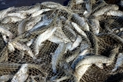 صید افزون بر 680 تن ماهی استخوانی در سواحل بندرکیاشهر