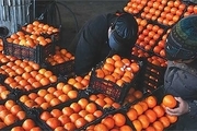 نخستین گواهی محصول سالم پرتقال در فسا صادر شد