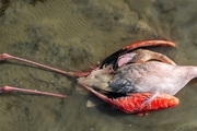 علت اولیه مرگ پرندگان در تالاب میانکاله 