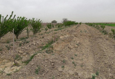 ریگان جزو 10 منطقه شاخص در بیابانزدایی است