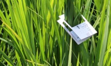 مبارزه بیولوژیک با کرم ساقه خوار برنج در 20 هزار هکتار شالیزار گیلان