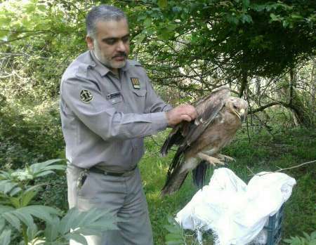 عقاب مصدوم پس از درمان در طبیعت جنگلی نور رها سازی شد
