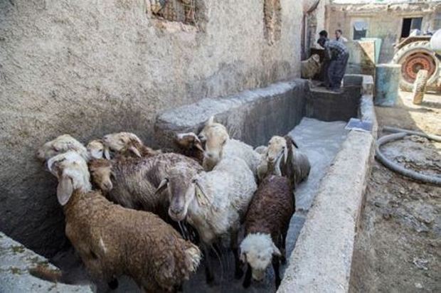 2 حمام ضد کنه در روستاهای پایلوت منارید شیروان احداث شد