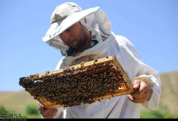 استقبال زنبورداران خراسان شمالی از بیمه اجتماعی کمرنگ است