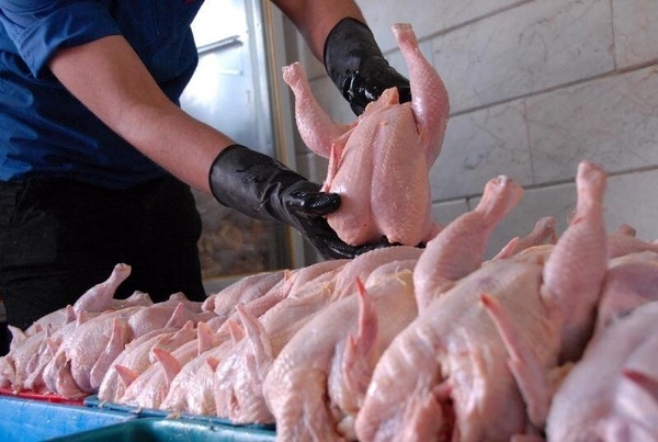 میزان ذخیره مرغ و گوشت قرمز منجمد در قزوین افزایش می‌یابد