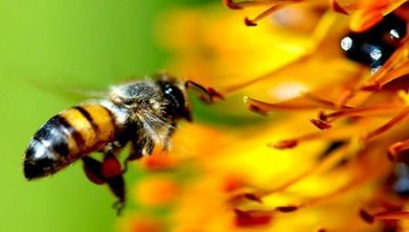 60 کندوی زنبور عسل رایگان بین کشاورزان توزیع شد