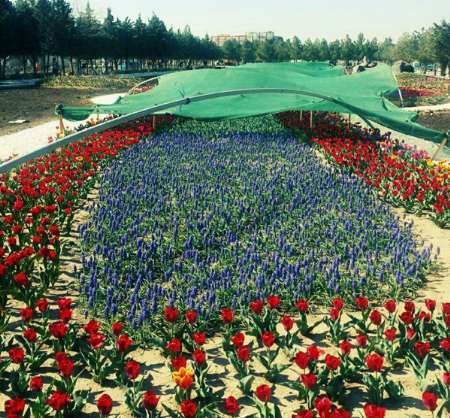 کاشت 500 هزار گل و گیاه زینتی در جشنواره گلهای ارومیه