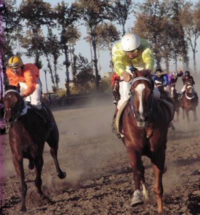 رقابت 56 راس اسب در هفته دوازدهم مسابقات اسبدوانی پاییزه گنبدکاووس