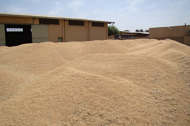 زنجان در ردیف 9 تولید گندم کشور قرار گرفت