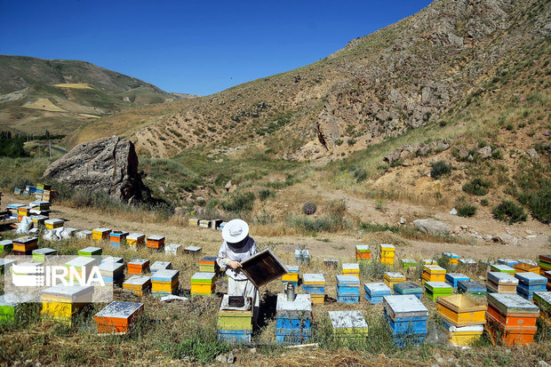 جنگ زنبورها در مناطق کوهستانی و ییلاقی مازندران