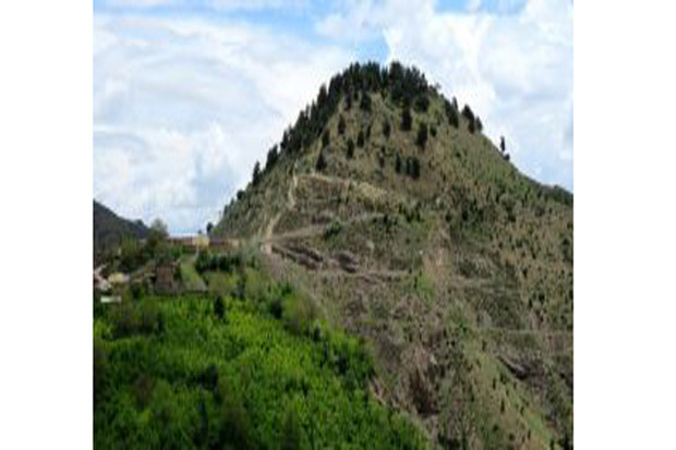 درختان ارس کهنسال روستای تلاتر الموت در آثار ملی ثبت شد