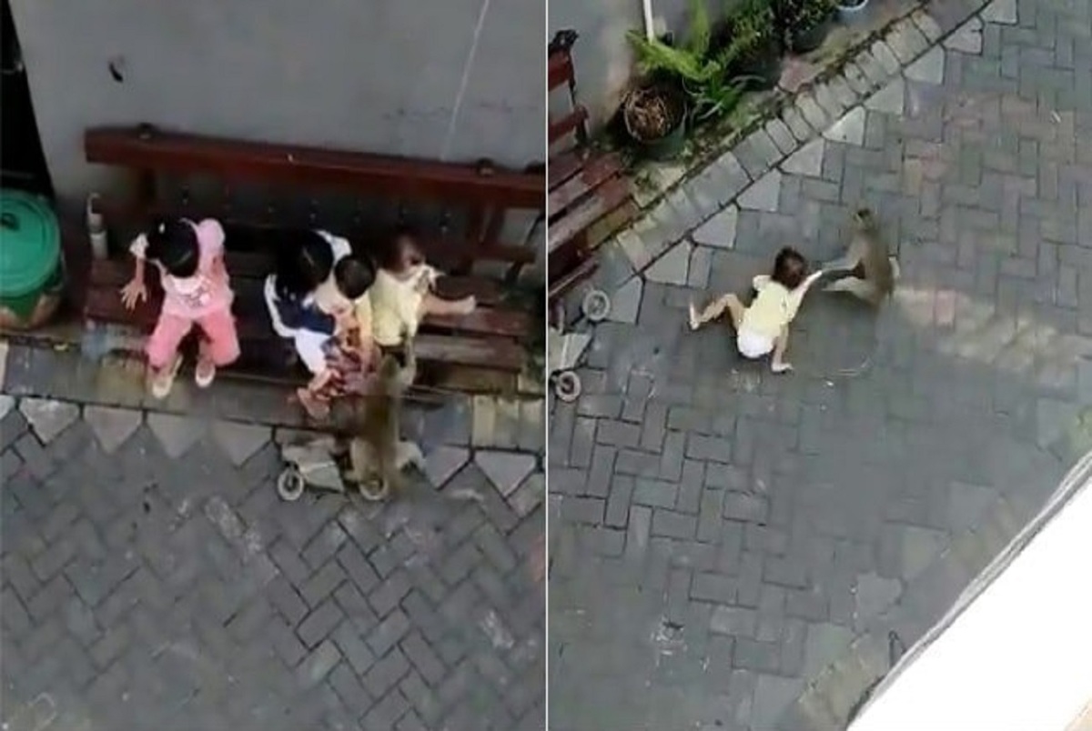 لحظه وحشتناک کودک ربایی میمون! + ویدئو
