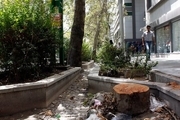 سازمان بازرسی به موضوع قطع درختان خیابان ولیعصر ورود می کند