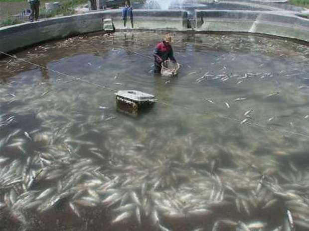 300 تن ماهی در خراسان شمالی تلف شد
