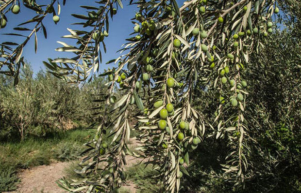 اجرای طرح تغذیه تلفیقی درختان زیتون در ۲۱ استان کشور