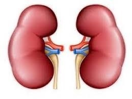 تاثیر چای، نوشابه و سیگار در نارسایی کلیوی چکاب سالانه ضروری است