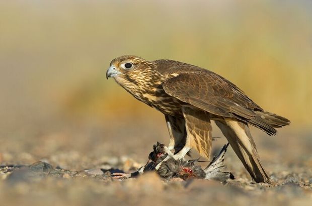 چهار صیاد پرندگان شکاری در شرق گلستان دستگیر شدند