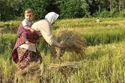 افزایش 10 درصدی محصول برنج در سیاهکل