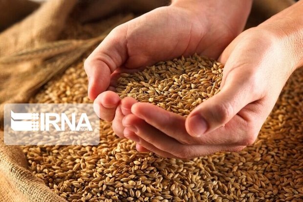 ۳۰ هزار تن گندم مازاد بر مصرف از کشاورزان خمین خریداری شد
