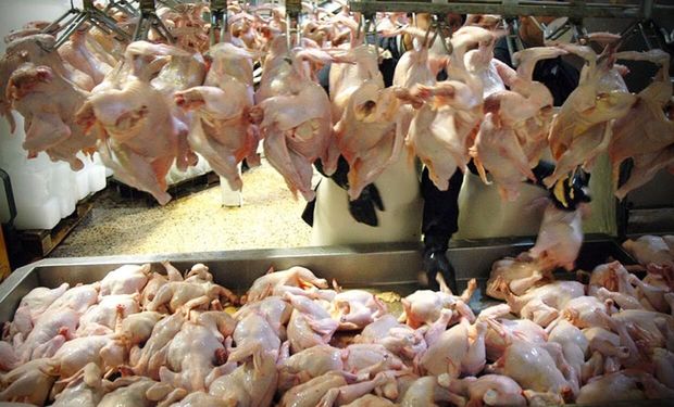 ۱۲ هزار کیلوگرم گوشت مرغ قاچاق در دهلران کشف شد
