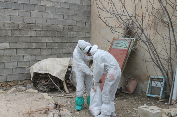 4کانون آنفولانزای فوق حاد پرندگان درآذربایجانشرقی پاکسازی شد