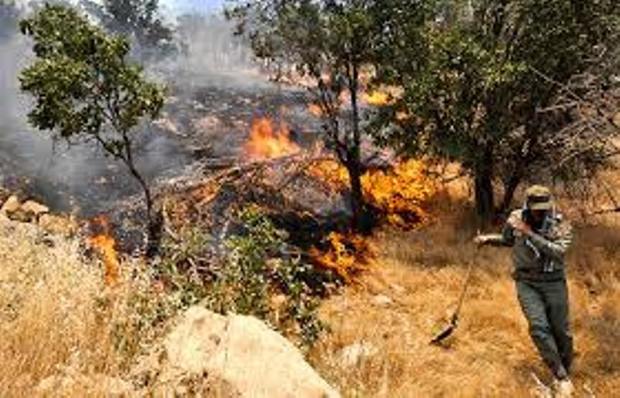 جنگل های بلوط بخش مرکزی پلدختر دچار آتش سوزی شد