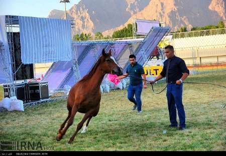 کرمانشاه در زمینه پرورش اسب در کشور سرآمد است