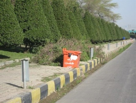 'تنگی نفس' پائیزه در راه است  مهلت یک ماهه شهرداری اهواز برای هرس 'کونوکارپوس'