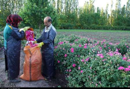 امسال 140 تن گل محمدی در خوی برداشت می شود