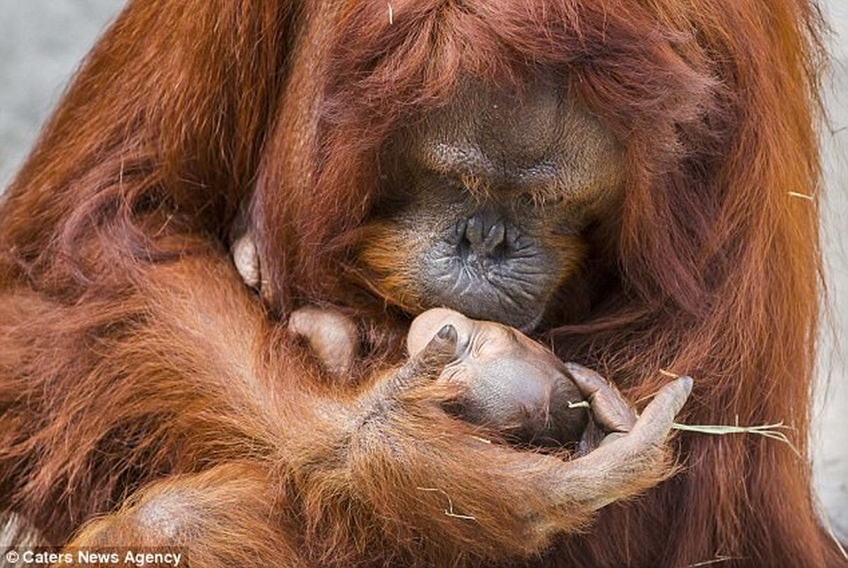 ثبت لحظه جالب بوسه اورانگوتان مادر بر فرزندش/ این گونه در خطر انقراض است!