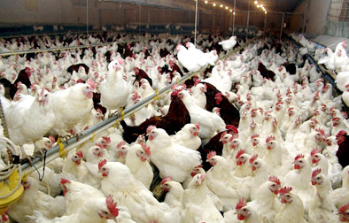 تولید سالانه بیش از 79 هزار تن گوشت مرغ در واحدهای مرغداری آذربایجان غربی