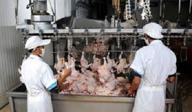 تولید سالانه چهار هزار تن گوشت مرغ در بخش مرکزی خاش