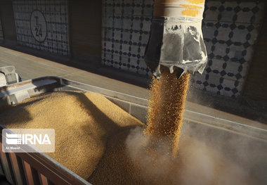 هدف‌گذاری تعاون روستایی خوزستان برای خرید یک میلیون تن گندم