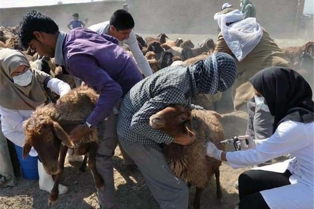 بیش از 89 هزار دام در ایرانشهر واکسینه شدند