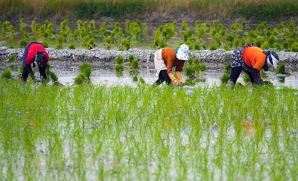 ارقام جدید برنج برای کشت در شمال کشور معرفی شد