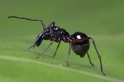 کشف عنکبوت شیرده تعجب دانشمندان را برانگیخت!